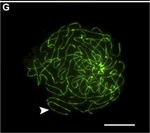 Invitrogen™ Goat anti-Rabbit IgG (H+L) Cross-Adsorbed Secondary Antibody, Alexa Fluor™ 488
