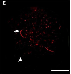 Invitrogen Goat anti-Chicken IgY (H+L) Secondary Antibody, Alexa Fluor