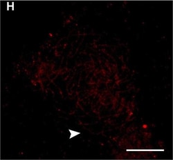 Invitrogen Goat anti-Chicken IgY (H+L) Secondary Antibody, Alexa Fluor