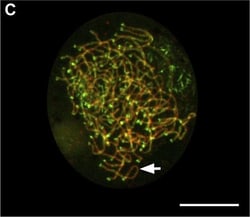 Invitrogen Goat anti-Chicken IgY (H+L) Secondary Antibody, Alexa Fluor