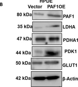 Invitrogen™ Goat anti-Rabbit IgG (H+L) Secondary Antibody, HRP