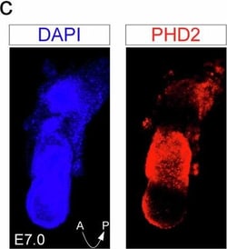 Invitrogen Goat anti-Mouse IgG (H+L) Highly Cross-Adsorbed Secondary Antibody,