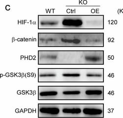 Invitrogen Donkey anti-Rabbit IgG (H+L) Cross-Adsorbed Secondary Antibody,