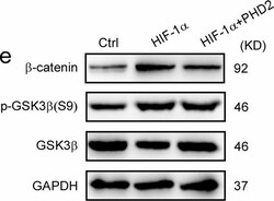 Invitrogen Donkey anti-Rabbit IgG (H+L) Cross-Adsorbed Secondary Antibody,