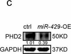 Invitrogen Donkey anti-Rabbit IgG (H+L) Cross-Adsorbed Secondary Antibody,