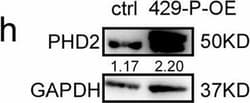 Invitrogen™ Donkey anti-Rabbit IgG (H+L) Cross-Adsorbed Secondary Antibody, HRP