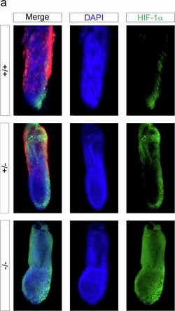 Invitrogen Goat anti-Mouse IgG (H+L) Highly Cross-Adsorbed Secondary Antibody,