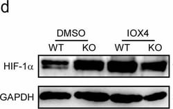 Invitrogen Donkey anti-Rabbit IgG (H+L) Cross-Adsorbed Secondary Antibody,