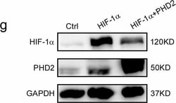 Invitrogen Donkey anti-Rabbit IgG (H+L) Cross-Adsorbed Secondary Antibody,