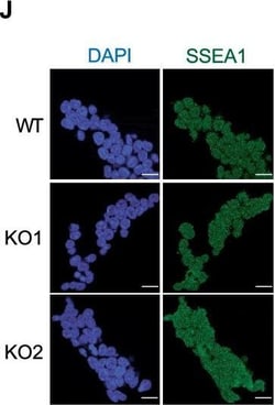 Invitrogen™ Goat anti-Rabbit IgG (H+L) Cross-Adsorbed Secondary Antibody, Alexa Fluor™ 568