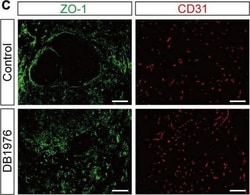 Invitrogen Donkey anti-Goat IgG (H+L) Cross-Adsorbed Secondary Antibody,