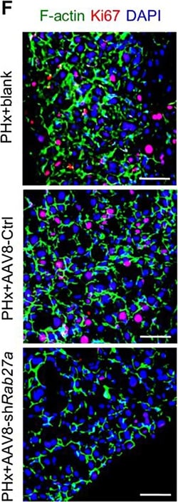 Invitrogen Goat anti-Mouse IgG (H+L) Cross-Adsorbed Secondary Antibody,