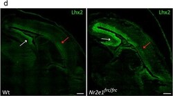 Invitrogen F(ab')2-Rabbit anti-Goat IgG (H+L) Cross-Adsorbed Secondary