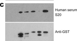 Invitrogen Goat anti-Human IgG Fc Cross-Adsorbed Secondary Antibody, HRP