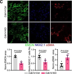 Invitrogen Donkey anti-Rat IgG (H+L) Highly Cross-Adsorbed Secondary Antibody,