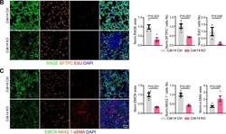 Invitrogen Donkey anti-Rat IgG (H+L) Highly Cross-Adsorbed Secondary Antibody,