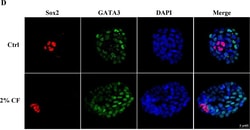 Invitrogen Goat anti-Mouse IgG (H+L) Cross-Adsorbed Secondary Antibody,