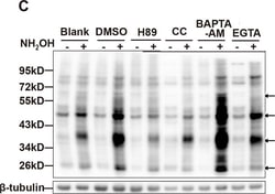 Invitrogen Goat anti-Rabbit IgG (H+L) Secondary Antibody, HRP 1 mL; HRP:Antibodies,