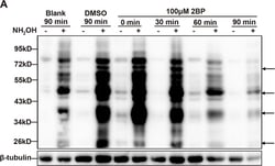 Invitrogen Goat anti-Rabbit IgG (H+L) Secondary Antibody, HRP 1 mL; HRP:Antibodies,