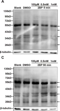 Invitrogen Goat anti-Rabbit IgG (H+L) Secondary Antibody, HRP 1 mL; HRP:Antibodies,