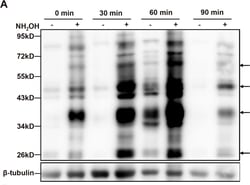 Invitrogen Goat anti-Rabbit IgG (H+L) Secondary Antibody, HRP 1 mL; HRP:Antibodies,