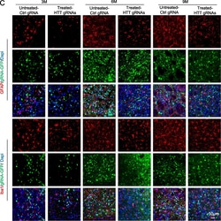 Invitrogen Goat anti-Rat IgG (H+L) Cross-Adsorbed Secondary Antibody, Alexa