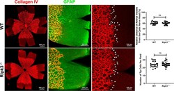 Invitrogen Goat anti-Mouse IgG (H+L) Cross-Adsorbed Secondary Antibody,