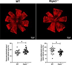 Invitrogen Goat anti-Rabbit IgG (H+L) Highly Cross-Adsorbed Secondary Antibody,