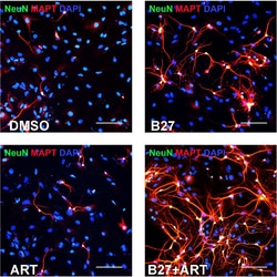 Invitrogen Goat anti-Mouse IgG (H+L) Highly Cross-Adsorbed Secondary Antibody,