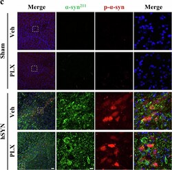 Invitrogen Goat anti-Rabbit IgG (H+L) Highly Cross-Adsorbed Secondary Antibody,