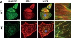 Invitrogen Goat anti-Rabbit IgG (H+L) Highly Cross-Adsorbed Secondary Antibody,