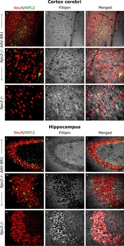 Invitrogen Goat anti-Mouse IgG (H+L) Highly Cross-Adsorbed Secondary Antibody,