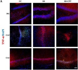 Invitrogen Goat anti-Rabbit IgG (H+L) Highly Cross-Adsorbed Secondary Antibody,