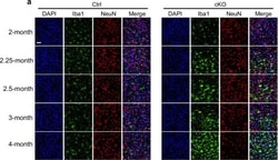 Invitrogen Goat anti-Rabbit IgG (H+L) Cross-Adsorbed Secondary Antibody,