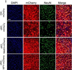 Invitrogen Goat anti-Mouse IgG (H+L) Cross-Adsorbed Secondary Antibody,
