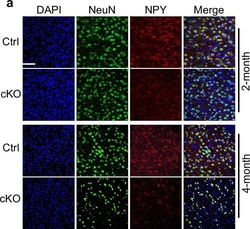 Invitrogen Goat anti-Mouse IgG (H+L) Cross-Adsorbed Secondary Antibody,