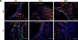 Invitrogen Donkey anti-Goat IgG (H+L) Cross-Adsorbed Secondary Antibody,