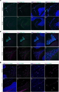 Invitrogen Goat anti-Rabbit IgG (H+L) Highly Cross-Adsorbed Secondary Antibody,