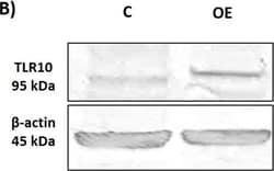Invitrogen Goat anti-Rabbit IgG (H+L) Secondary Antibody, HRP 2 mL; HRP:Antikroppar