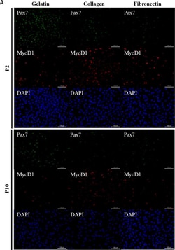 Invitrogen Goat anti-Mouse IgG (H+L) Cross-Adsorbed Secondary Antibody,
