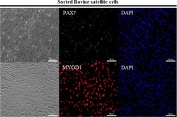 Invitrogen Goat anti-Mouse IgG (H+L) Cross-Adsorbed Secondary Antibody,