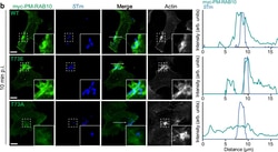 Invitrogen Goat anti-Mouse IgG (H+L) Highly Cross-Adsorbed Secondary Antibody,