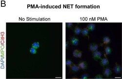 Invitrogen&trade;&nbsp;Donkey anti-Goat IgG (H+L) Cross-Adsorbed Secondary Antibody, Alexa Fluor&trade; 647