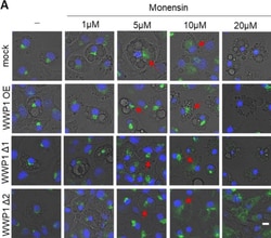 Invitrogen Goat anti-Rabbit IgG (H+L) Cross-Adsorbed Secondary Antibody,