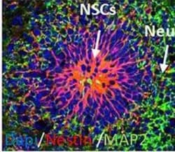 Invitrogen Goat anti-Mouse IgG (H+L) Cross-Adsorbed Secondary Antibody,
