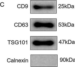 Invitrogen Goat anti-Rabbit IgG (H+L) Secondary Antibody, HRP 2 mL; HRP:Antibodies,