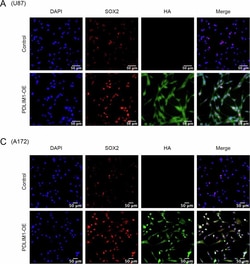 Invitrogen Goat anti-Mouse IgG (H+L) Highly Cross-Adsorbed Secondary Antibody,