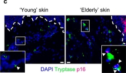 Invitrogen Goat anti-Mouse IgG (H+L) Cross-Adsorbed Secondary Antibody,