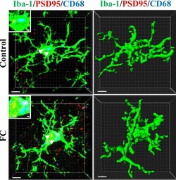 Invitrogen Donkey anti-Rabbit IgG (H+L) Highly Cross-Adsorbed Secondary