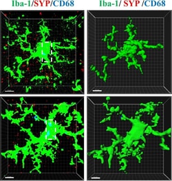 Invitrogen Donkey anti-Mouse IgG (H+L) Highly Cross-Adsorbed Secondary